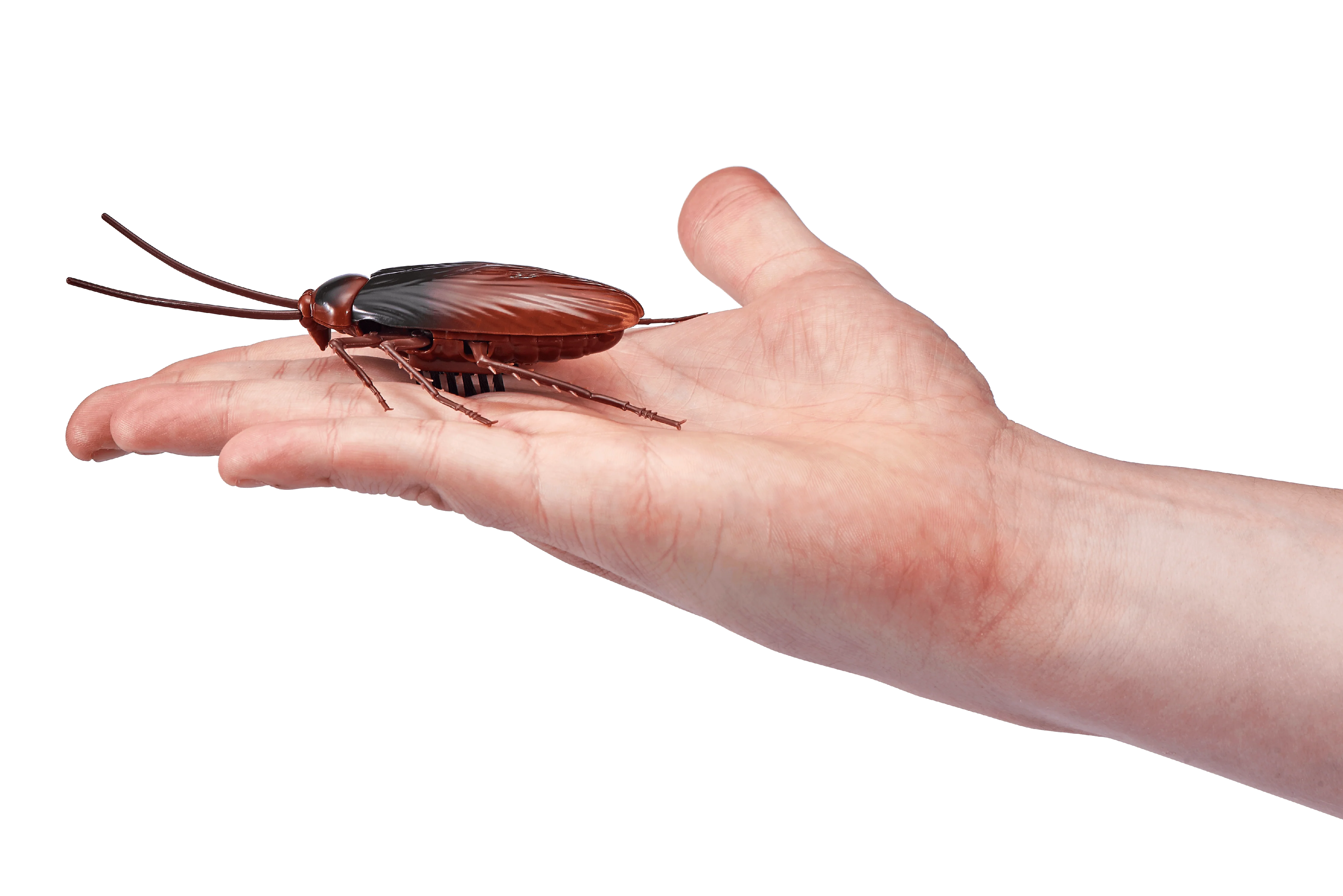 Robo Alive Crawling Cockroach Battery-Powered Robotic Toy by ZURU - Image 3